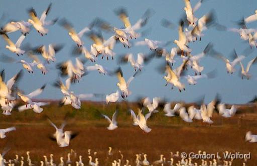 Snow Geese Flyout_30624.jpg - Snow Geese (Chen caerulescens) photographed along the Gulf coast near Port Lavaca, Texas, USA.